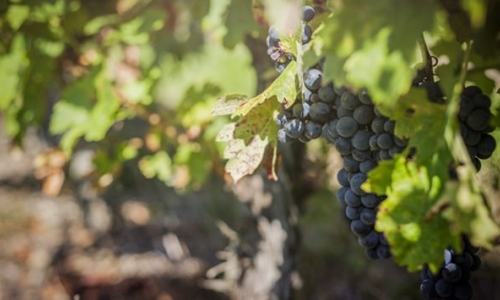 什么是葡萄酒的風土條件?